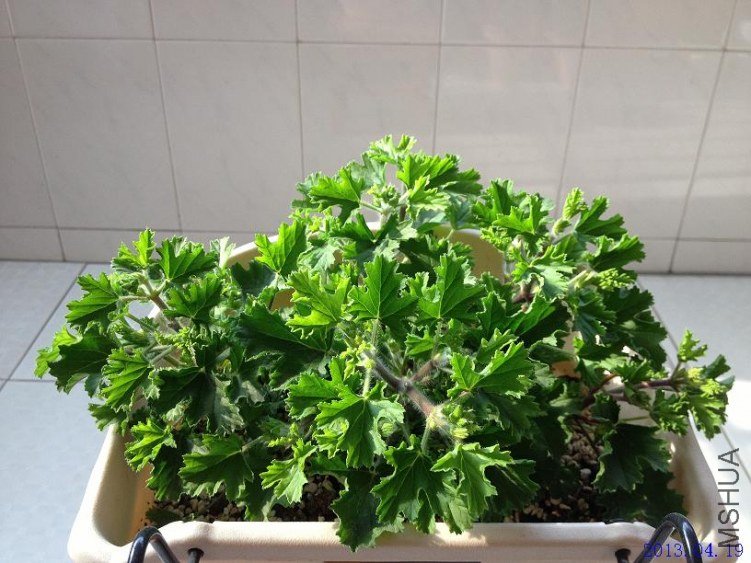 ˫ɫ 2013.04.19(1).JPG