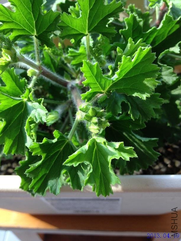 ˫ɫ 2013.04.19(2).JPG