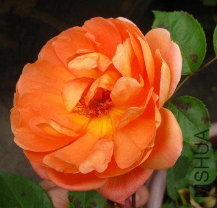 32.jpg