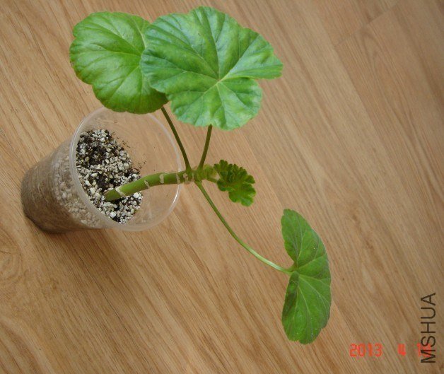 20130419-9.jpg