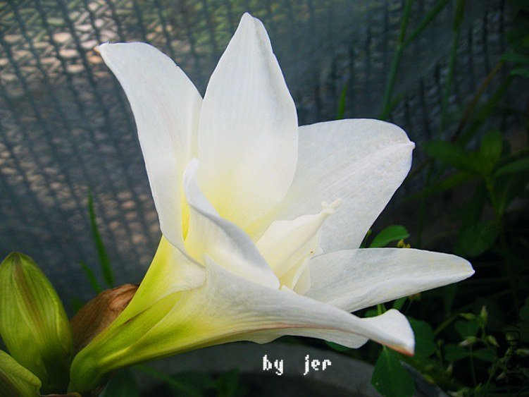 DSCF2951_����.jpg