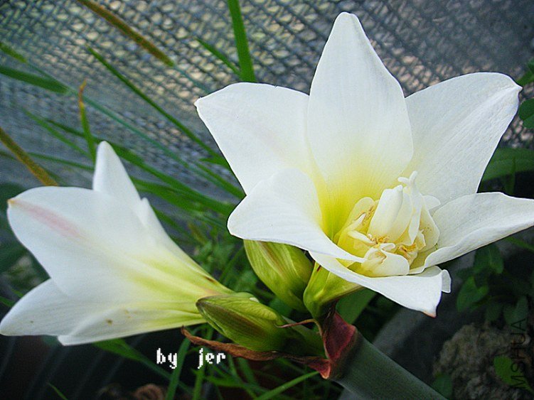 DSCF2952_����.jpg