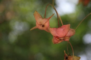 ��֪ʲôҰ���Ĺ�ʵ