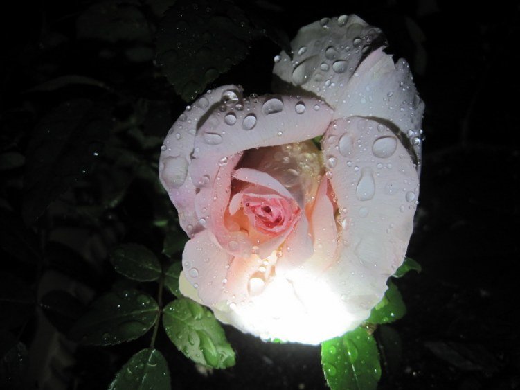 IMG_0074.jpg