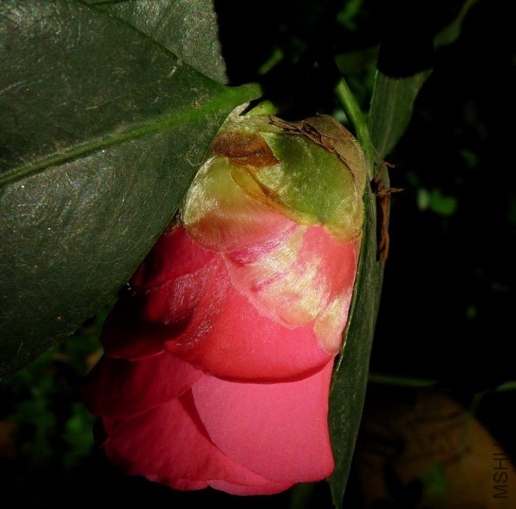 P2100572.jpg