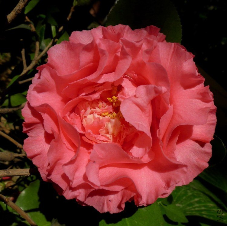 P2100578.jpg
