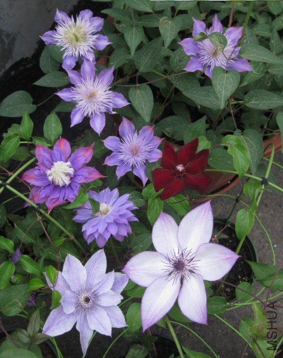 ˮ�� ħ�� �й��� ���� ���û��� ���ף��(��������)