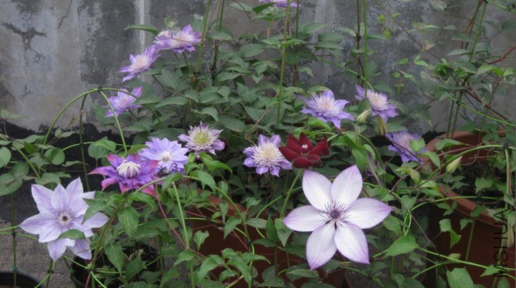 ���ף�� ħ�� ���� ˮ�� �й��� ���û���(��������)