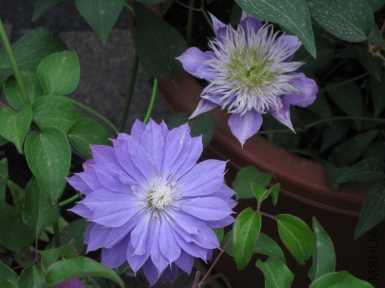 ���� ˮ����Ȫ