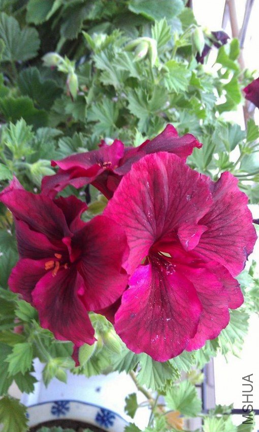 IMAG0651.jpg