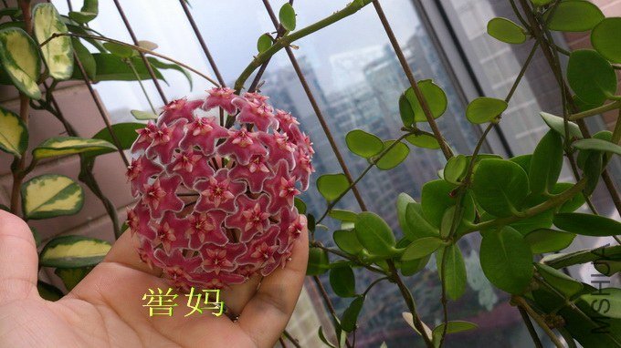DSC_6946_������С.jpg