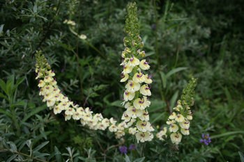 �⻨����Ư��