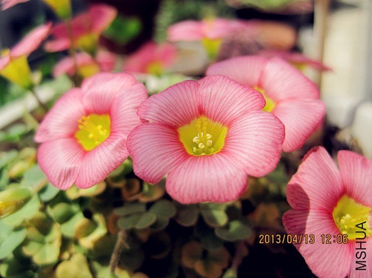 1��Oxalis obtusa Rose.jpg
