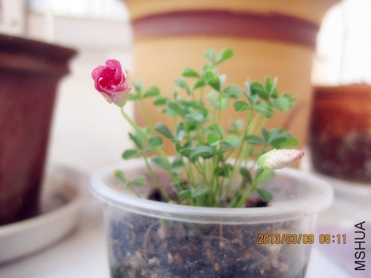 û����ֻ�ܴ�Ҷ�Ӻͻ�������obtusa high pink�����ǿ���ȷ��������Ҳ�п�����������Ŷ