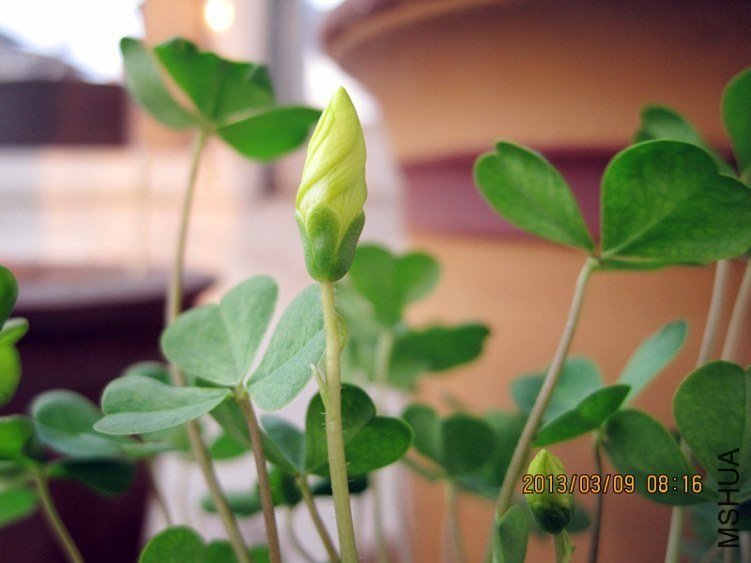 3�����������Ӻ�OBҶ�жϣ�Oxalis Dentata��ӫ��ƣ�.jpg