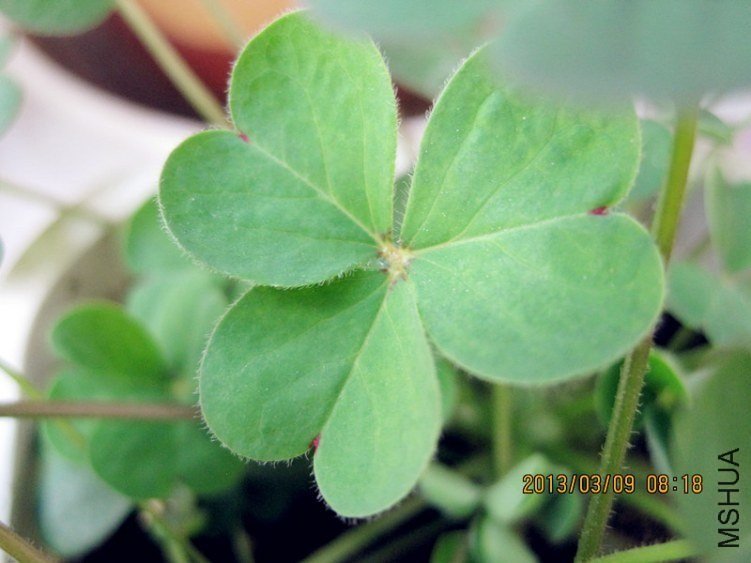 4���ƻ���Ҷ���ĺڵ��֪��Oxalis Compressa����ƽ����.jpg