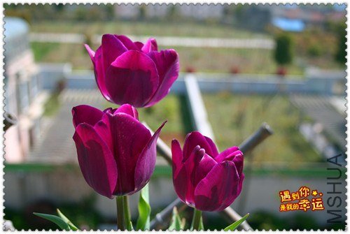 ��Ƭ 007_����.jpg