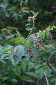 ���ص�Ҷ��