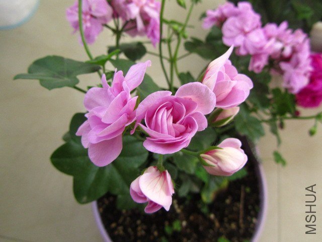 ��Ƭ 098.jpg