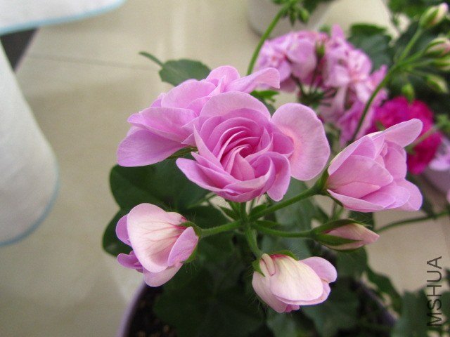 ��Ƭ 099.jpg