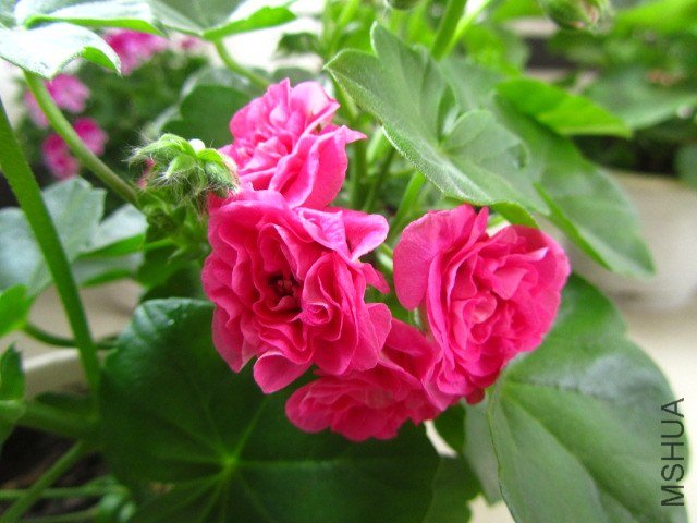 ��Ƭ 067.jpg