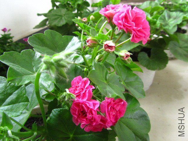 ��Ƭ 071.jpg