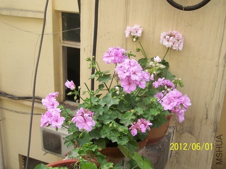 5.19**�۹���.jpg