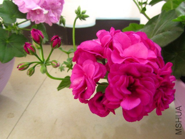 ��Ƭ 096.jpg