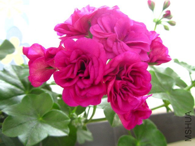 ��Ƭ 092.jpg