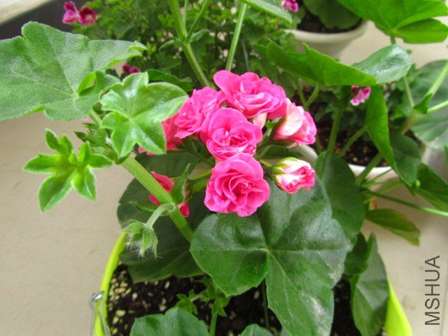 ��Ƭ 079.jpg
