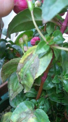 DSC_1090.jpg
