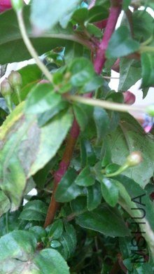 DSC_1089.jpg