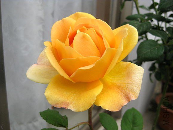 �¼��� 558.jpg