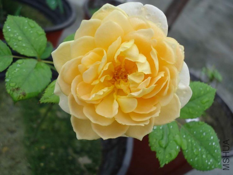 DSC04170.JPG