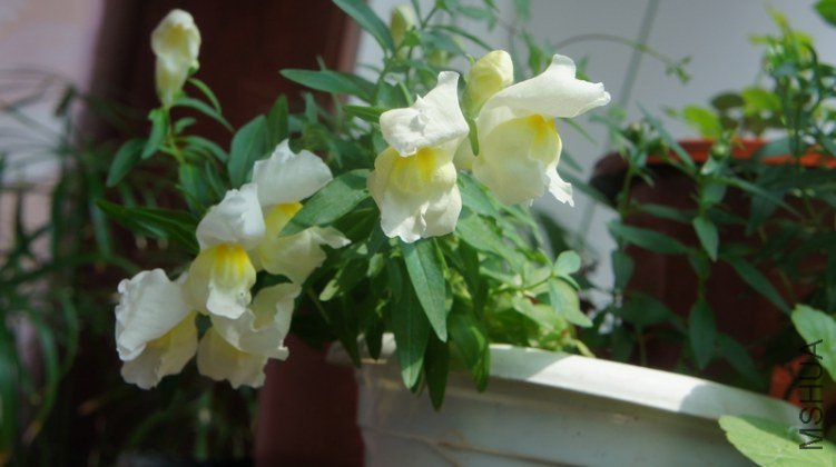 DSC03376.jpg