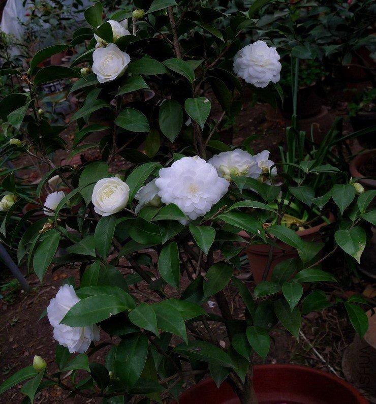 P2030836.jpg