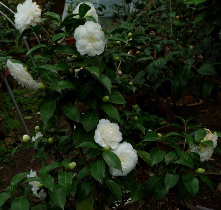 P1900326.jpg
