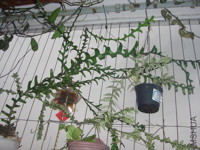 DSC07667_������С.JPG