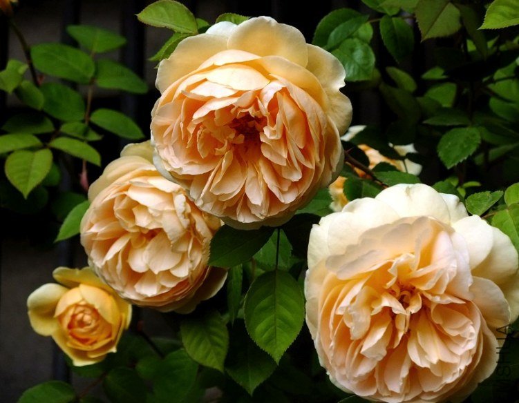 P@2BYLSQRMPZB9XHMMYPDPX.jpg