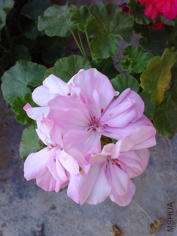 IMG_20121011_085816.jpg