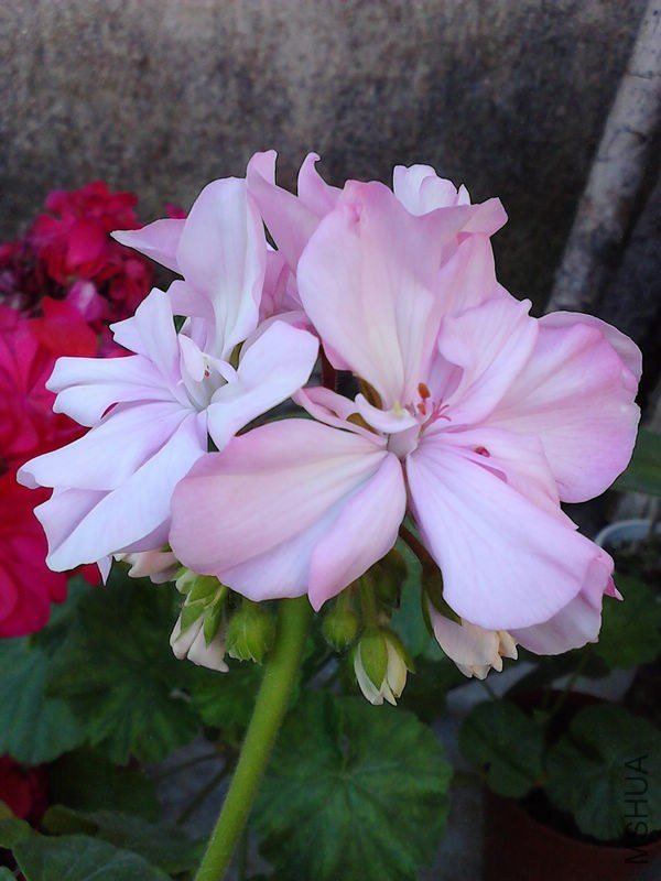 IMG_20121011_085830.jpg
