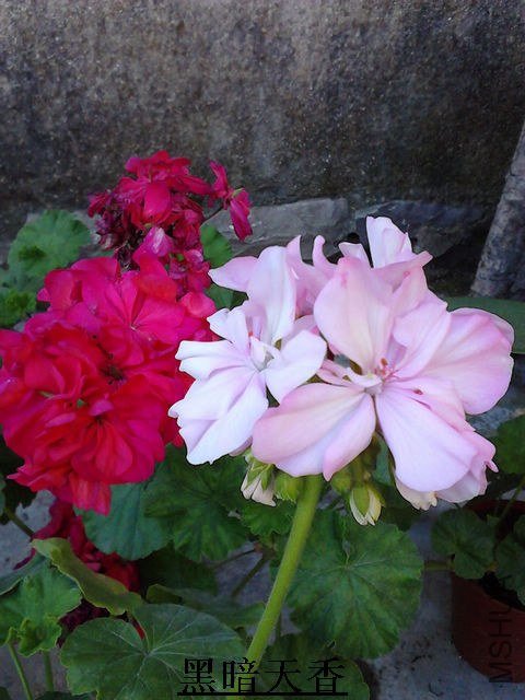 IMG_20121011_090207.jpg