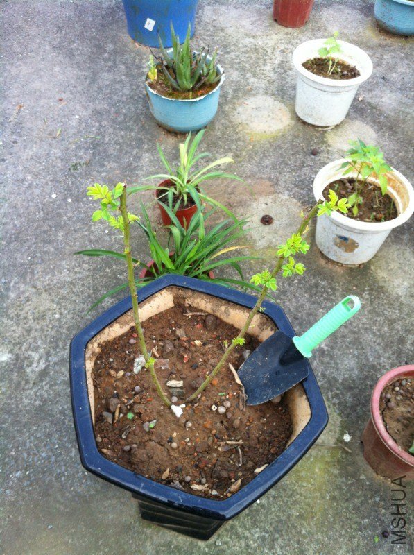 ��Ǩ������Ǿޱ֮һ