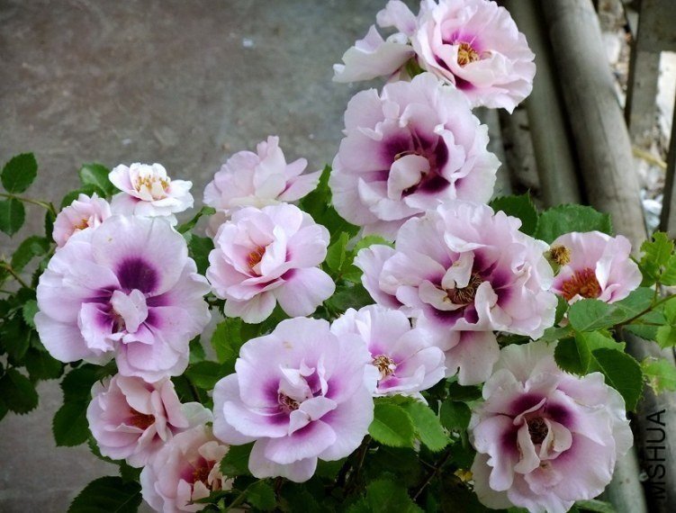 ����۾�6 of Сɫ����.jpg