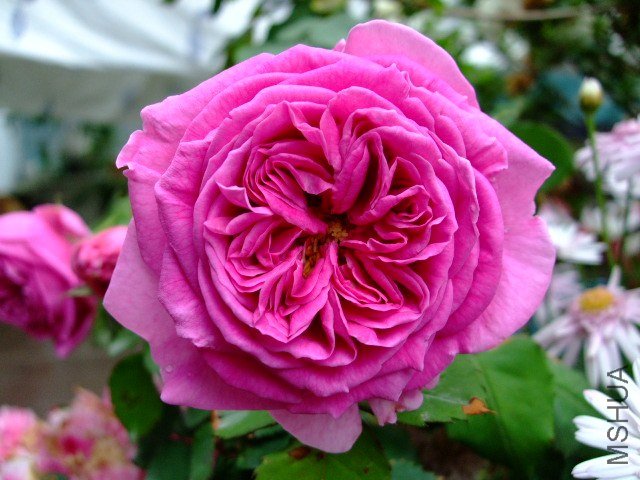 DSCF1693.JPG