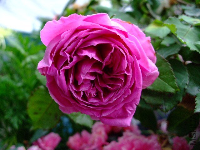 DSCF1694.JPG