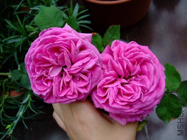 DSCF1695.JPG