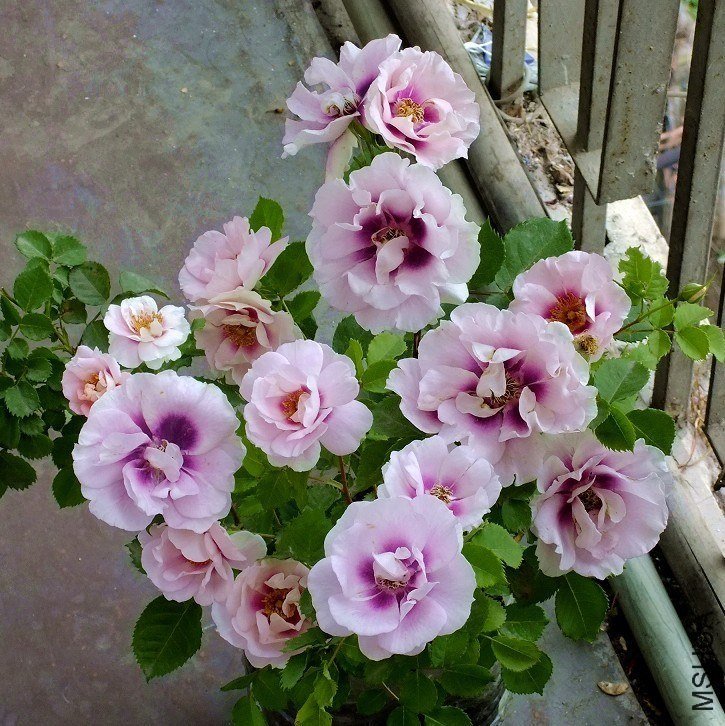 ����۾�7 of Сɫ����.jpg