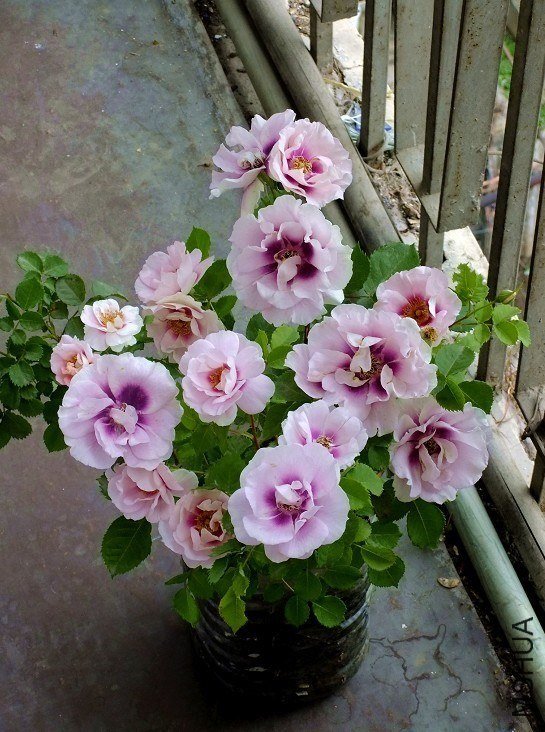 ����۾�8 of Сɫ����.jpg