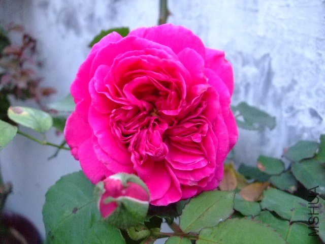 DSCF1601.JPG